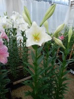 [4118 White Sae DJ No01.JPG]